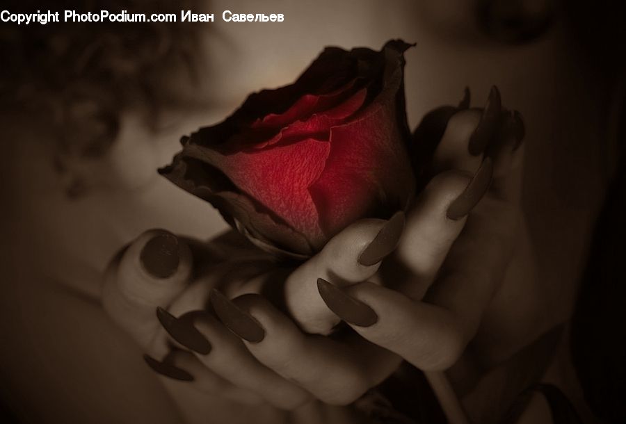 Blossom, Flower, Plant, Rose, Flower Arrangement, Flower Bouquet, Flora