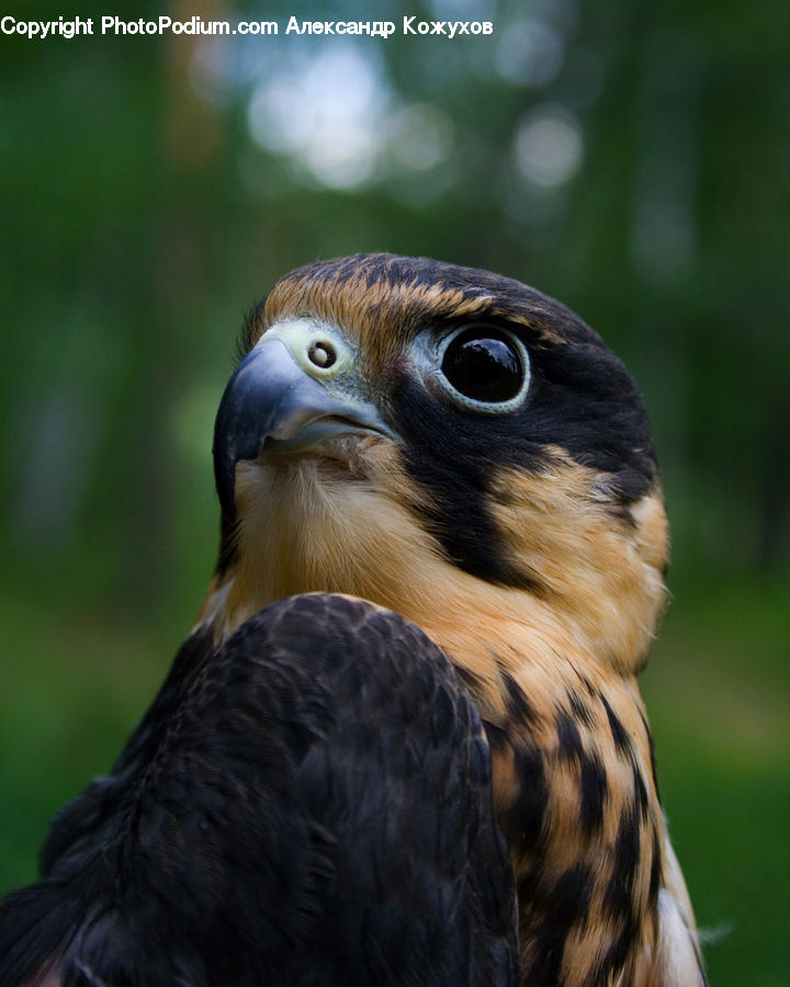 Beak, Bird, Buzzard, Harrier, Hawk, Vulture, Eagle