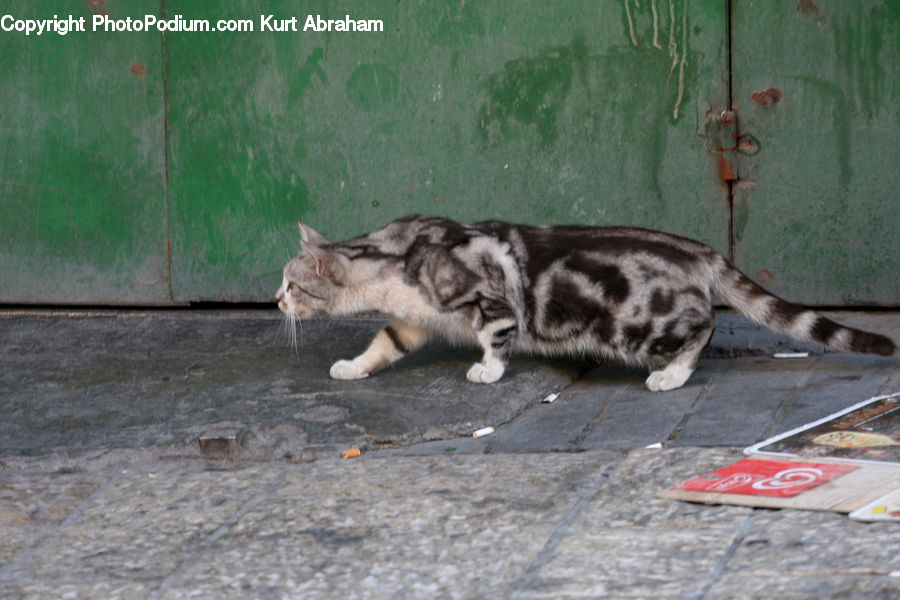 Can, Tin, Animal, Cat, Mammal, Manx, Pet