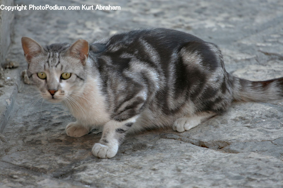 Animal, Cat, Mammal, Manx, Pet, Abyssinian