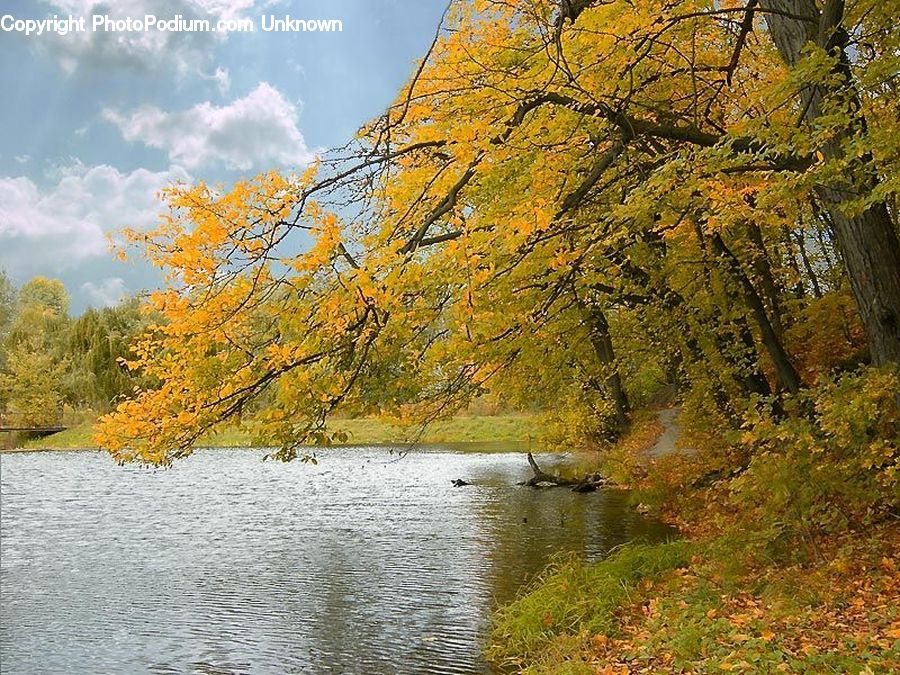 Outdoors, River, Water, Forest, Grove, Land, Creek