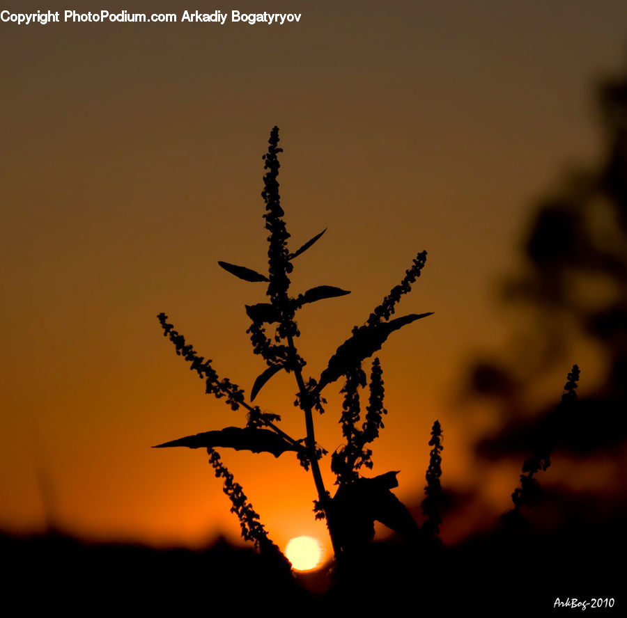 Conifer, Fir, Plant, Tree, Silhouette, Weed, Dawn