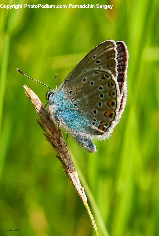 Butterfly, Insect, Invertebrate, Blossom, Flora, Flower, Plant