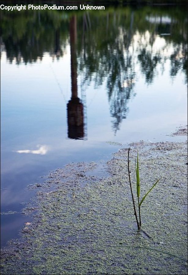 Outdoors, Pond, Water, Blossom, Flora, Flower, Plant