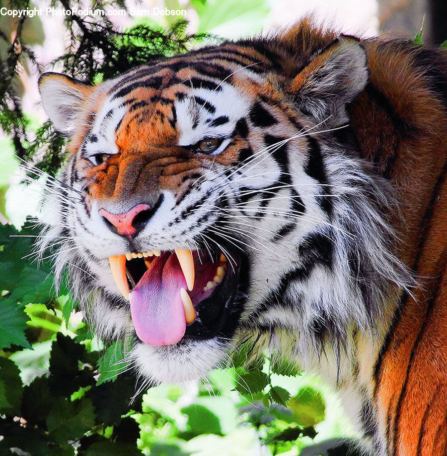Animal, Mammal, Tiger, Adorable, Face, Selfie