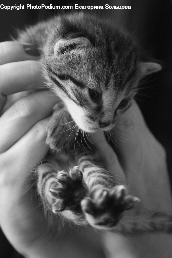Animal, Adorable, Cat, Pet, Siamese, Mammal, Abyssinian