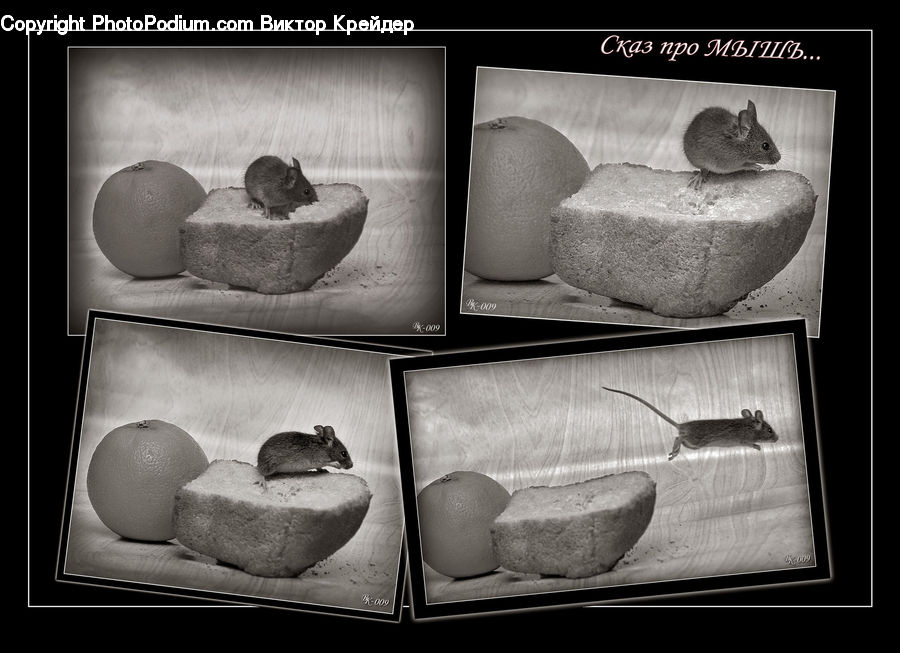 Collage, Poster, Citrus Fruit, Fruit, Pomelo, Animal, Mammal