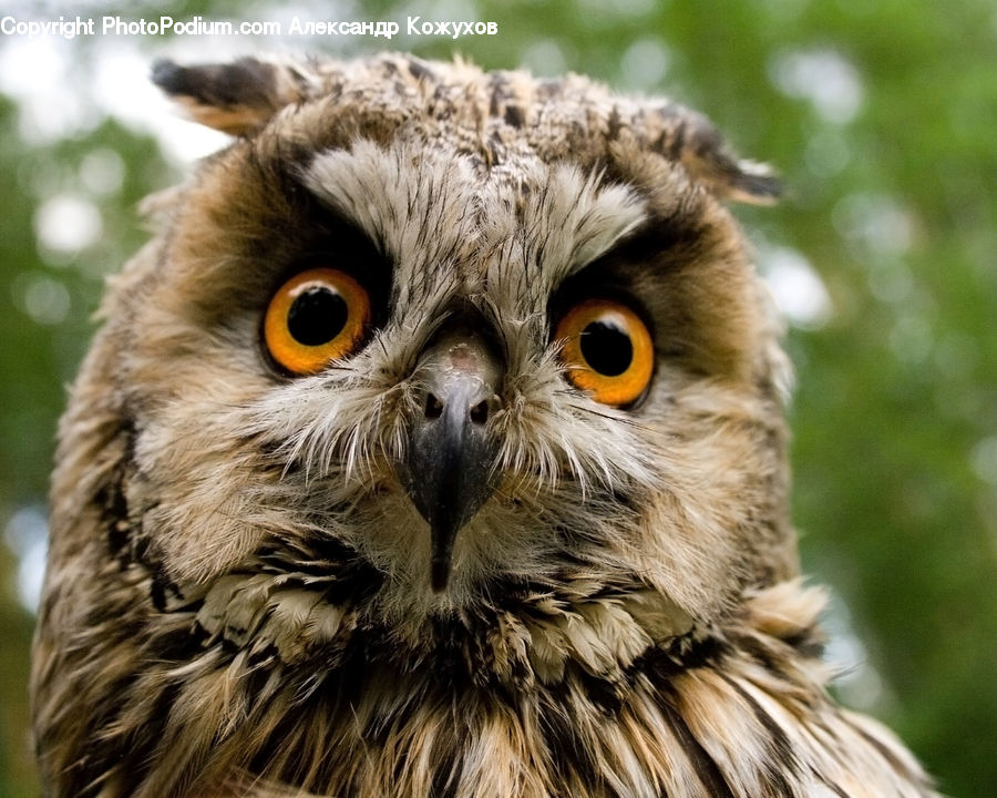Beak, Bird, Owl, Wildlife