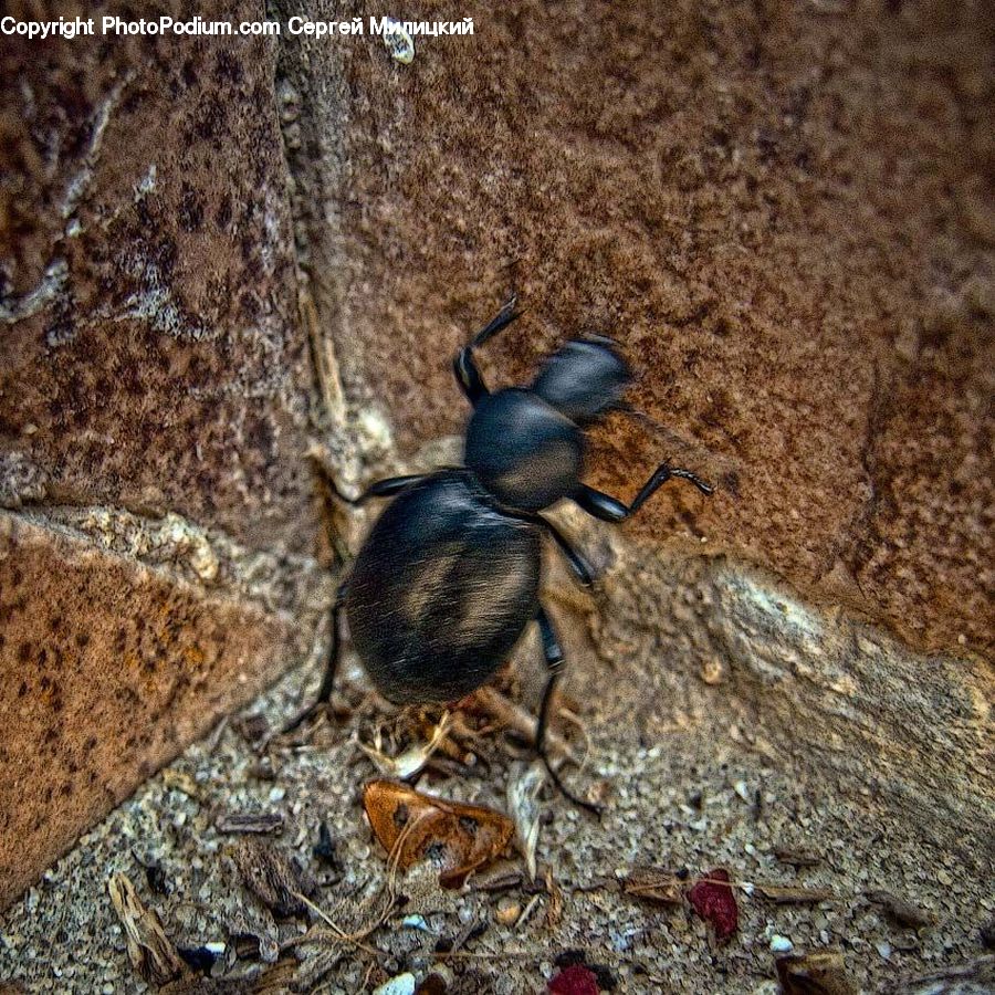 Dung Beetle, Insect, Invertebrate, Ant, Arachnid, Spider, Tarantula