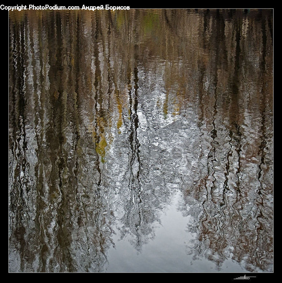Plant, Tree, Willow, Birch, Wood, Landscape, Nature