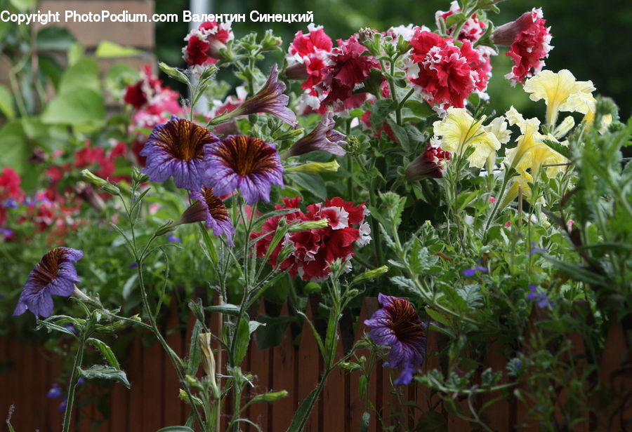 Blossom, Flora, Flower, Geranium, Plant, Asteraceae, Aster