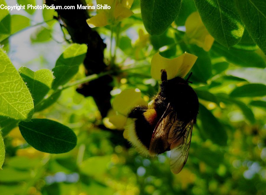 Bee, Insect, Invertebrate, Andrena, Apidae, Bumblebee, Honey Bee