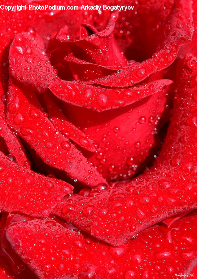 Blossom, Flower, Plant, Rose, Carnation, Flora, Geranium