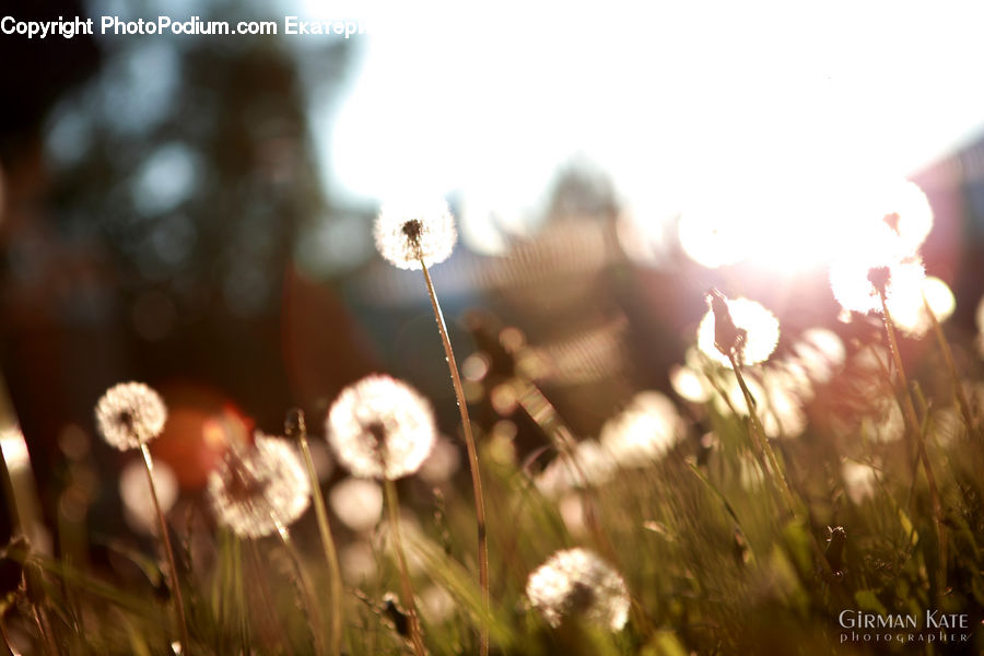 Flare, Light, Sunlight, Field, Grass, Grassland, Plant