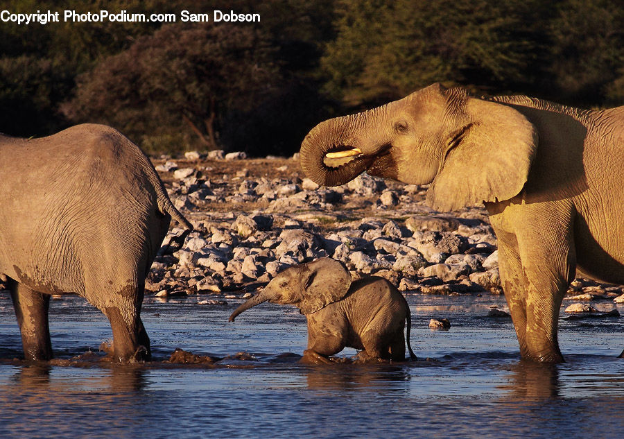 Animal, Elephant, Mammal, Deer, Elk, Wildlife