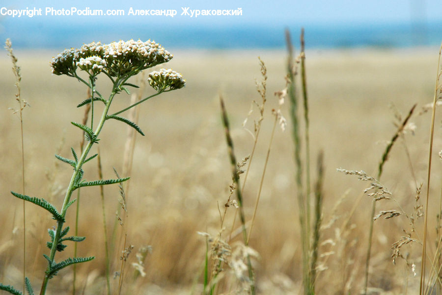 Field, Grass, Grassland, Plant, Weed, Apiaceae, Blossom