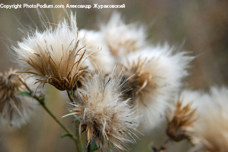 Dandelion, Flower, Plant, Field, Grass, Grassland, Blossom