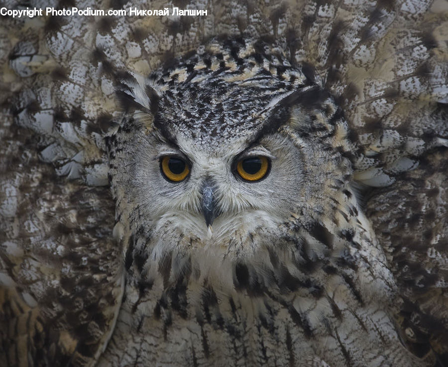 Bird, Owl, Wildlife, Beak