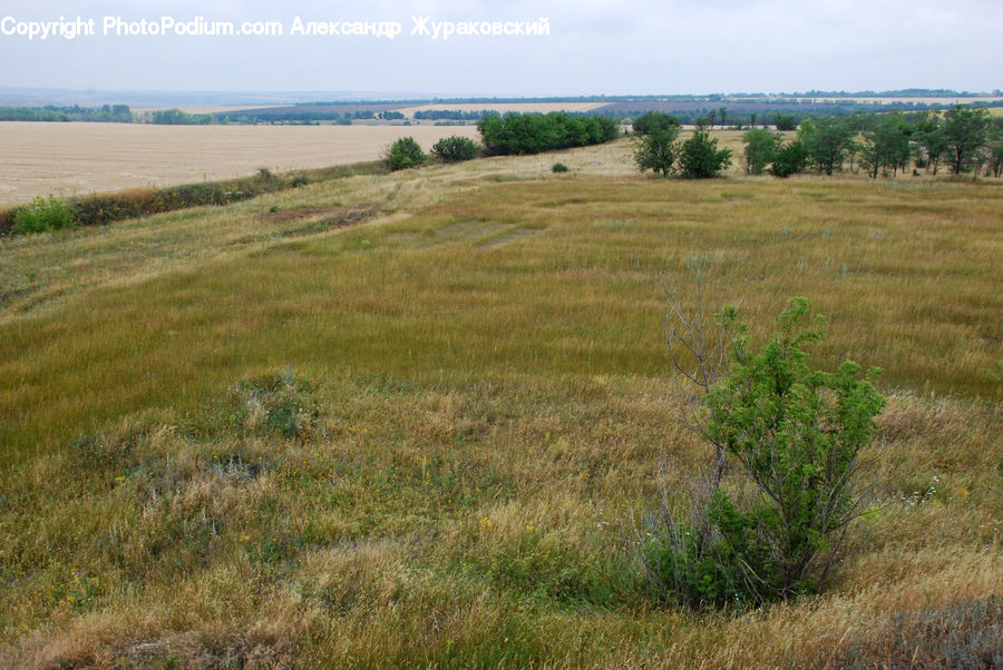 Field, Grass, Grassland, Land, Outdoors, Plant, Plateau