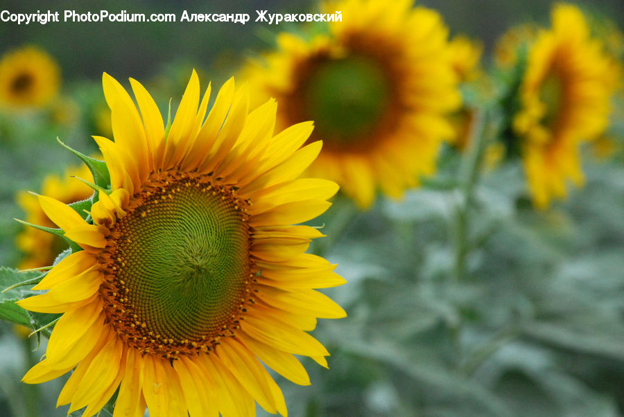 Blossom, Flora, Flower, Plant, Sunflower, Daisies, Daisy