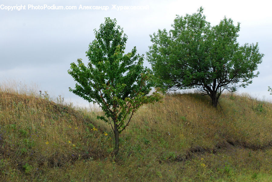Oak, Sycamore, Tree, Tree Trunk, Wood, Field, Grass