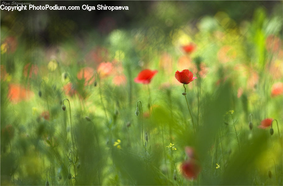 Blossom, Flora, Flower, Plant, Poppy, Field, Grass