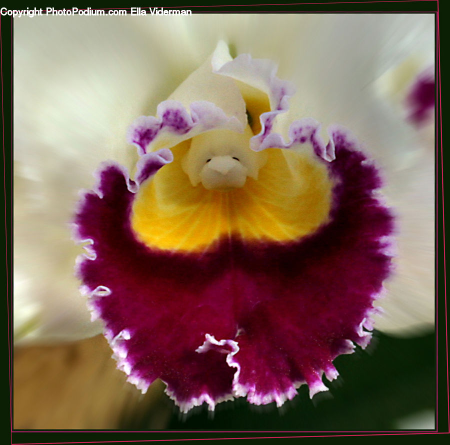 Toy, Flora, Flower, Gladiolus, Plant, Blossom, Carnation