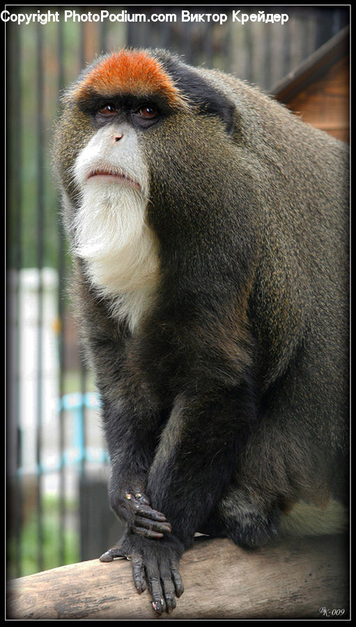 Animal, Mammal, Monkey