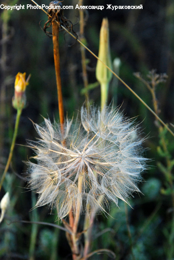 Grain, Seed, Dandelion, Flower, Plant, Blossom, Flora