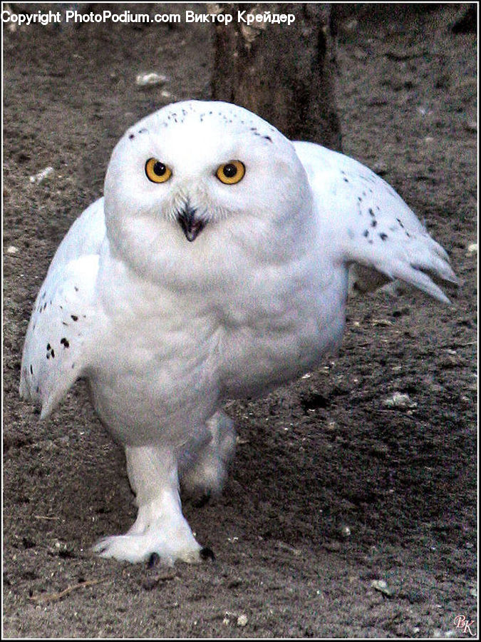 Bird, Owl, Wildlife, Eating, Beak