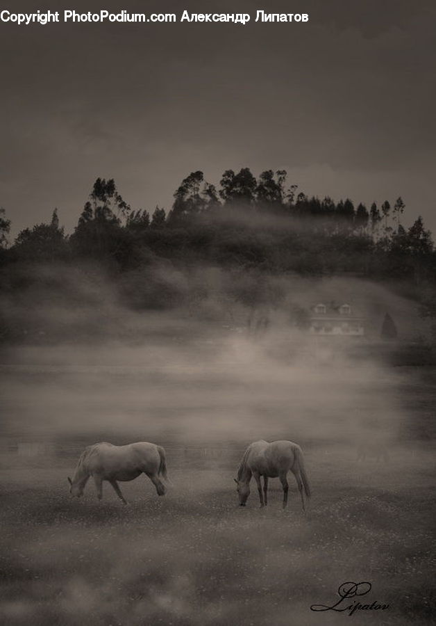 Animal, Antelope, Gazelle, Impala, Fog