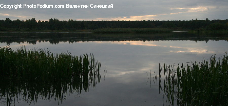 Grass, Plant, Reed, Lake, Outdoors, Water, Pond