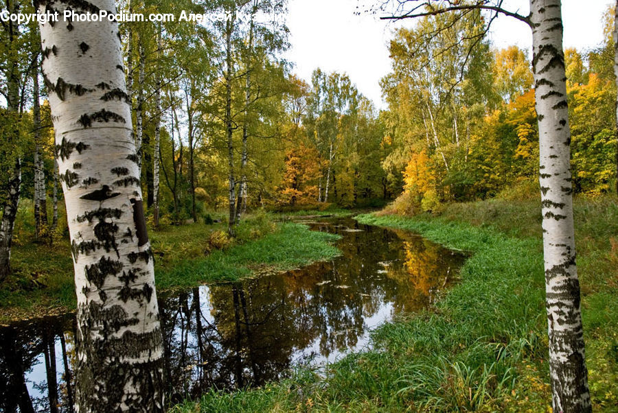 Birch, Tree, Wood, Algae, Moss, Plant, Field