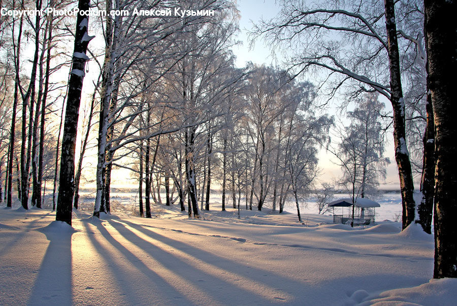 Birch, Tree, Wood, Forest, Vegetation, Landscape, Nature