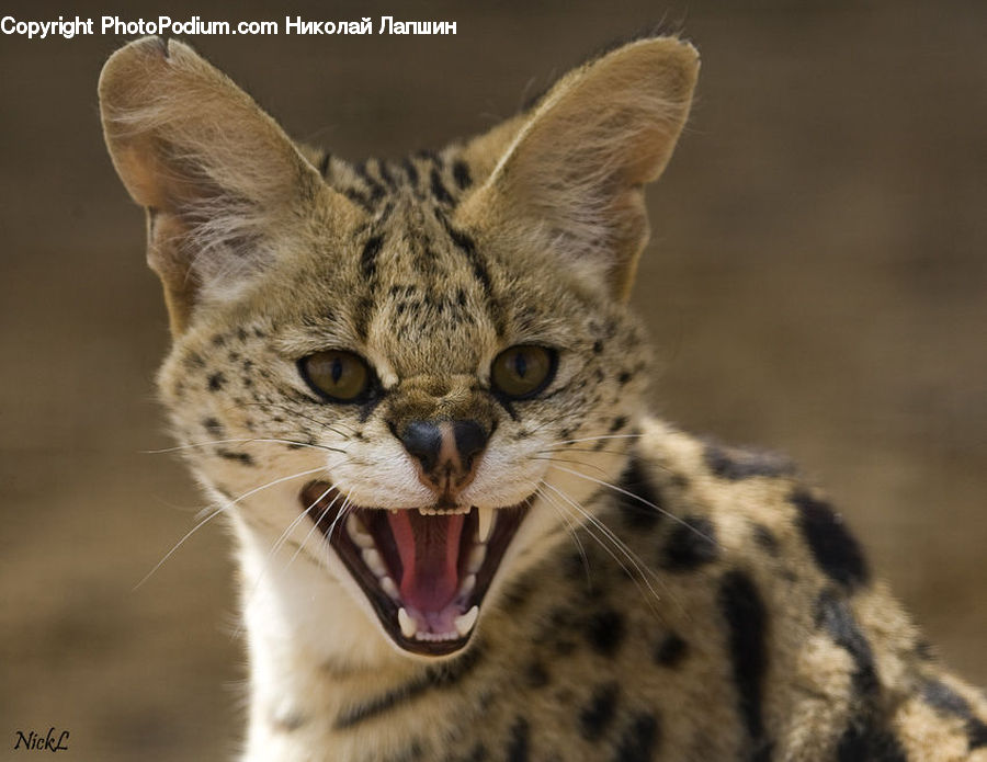 Animal, Leopard, Wildlife, Cat, Mammal, Pet, Ocelot