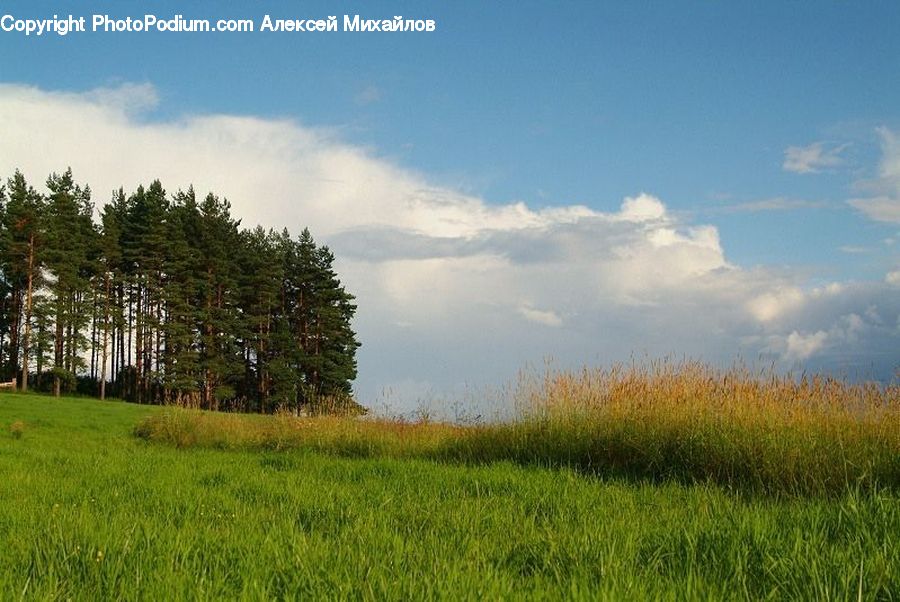 Field, Grass, Grassland, Land, Outdoors, Plant, Landscape