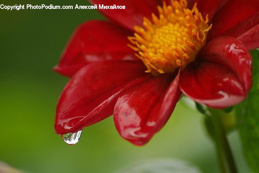 Blossom, Flora, Flower, Petal, Plant, Anther, Amaryllis