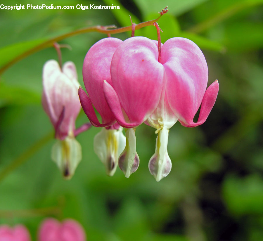 Blossom, Flora, Flower, Plant, Tulip, Geranium, Cherry