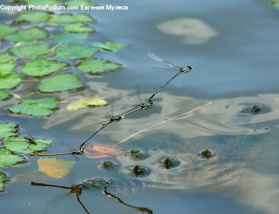 Flower, Lily, Plant, Pond Lily, Outdoors, Pond, Water