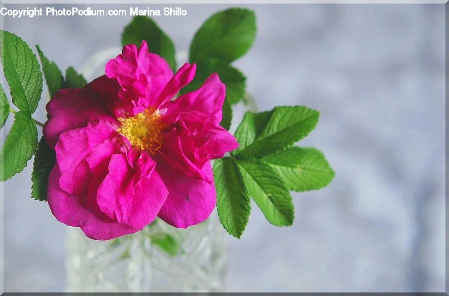Blossom, Flora, Flower, Petal, Plant, Geranium, Rose