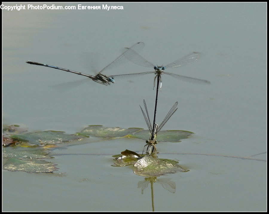 Anisoptera, Dragonfly, Insect, Invertebrate, Mosquito, Flower Arrangement, Ikebana