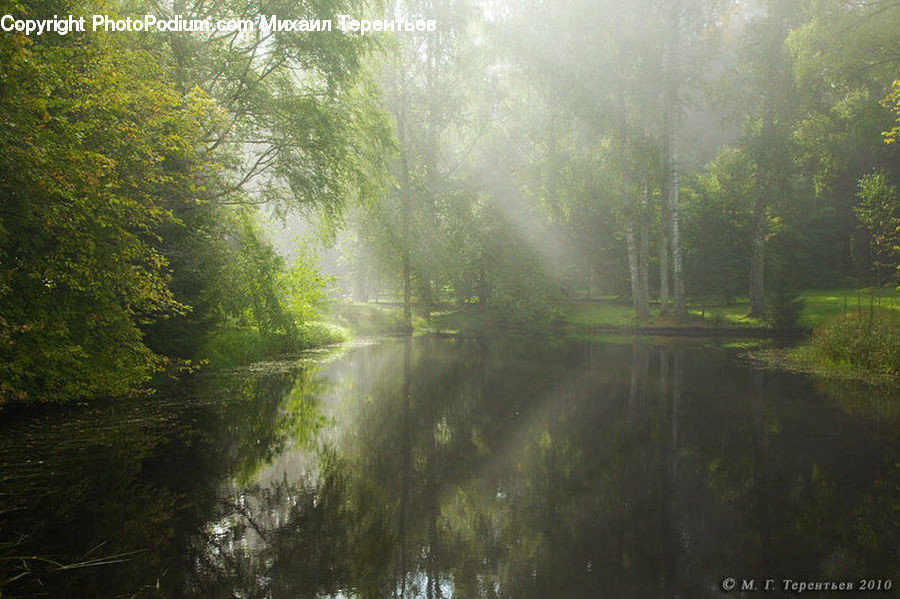 Plant, Tree, Willow, Forest, Vegetation, Jungle, Rainforest