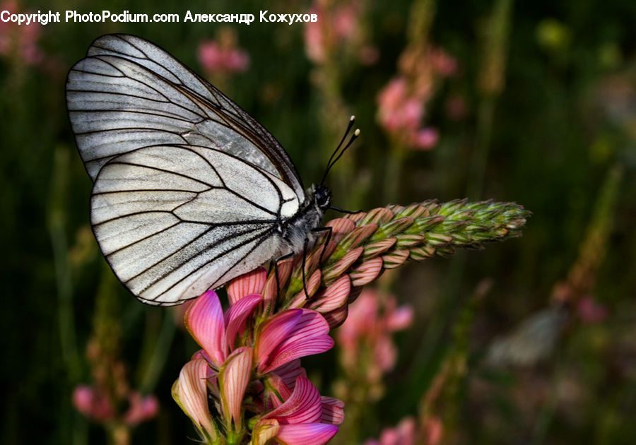 Butterfly, Insect, Invertebrate, Flora, Pollen, Plant, Blossom