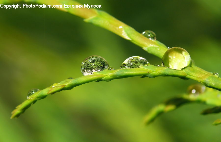 Fern, Plant, Aphid, Insect, Invertebrate, Field, Grass