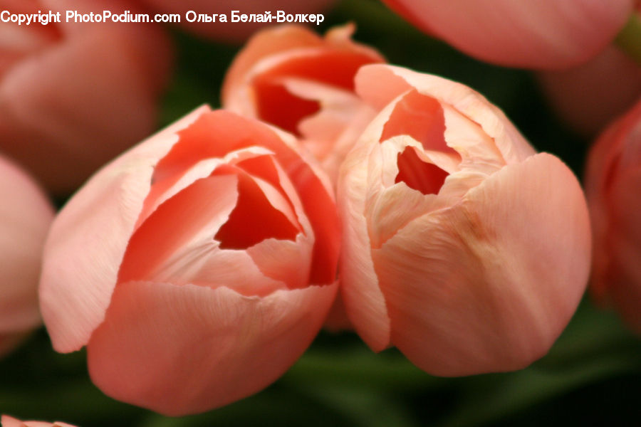 Blossom, Carnation, Flower, Plant, Flora, Petal, Rose