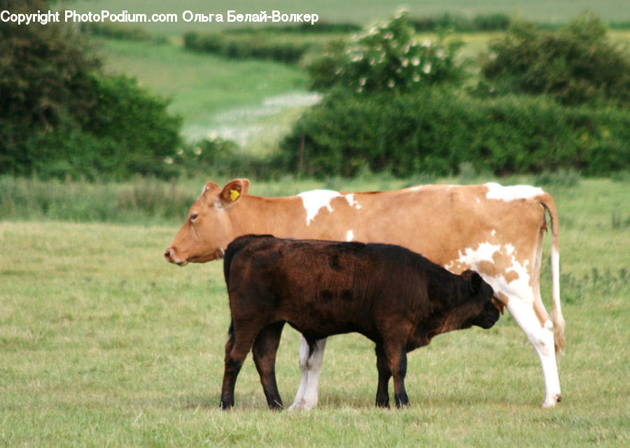 Countryside, Farm, Pasture, Ranch, Rural, Animal, Cattle