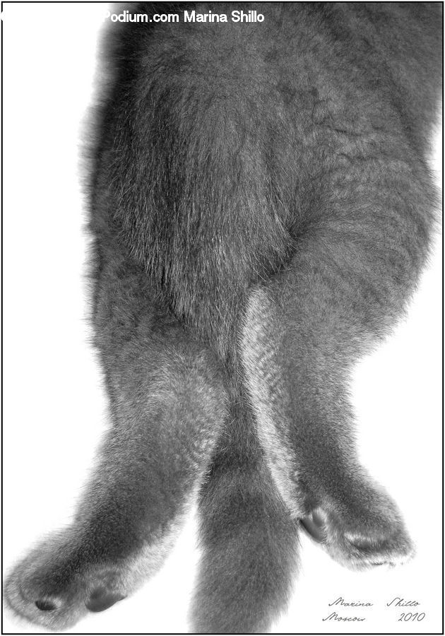 Drawing, Sketch, Fur, Skin