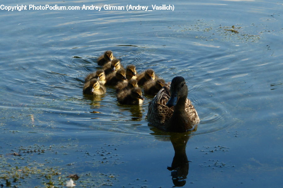 Bird, Waterfowl, Black Swan, Swan, Water, Duck, Teal