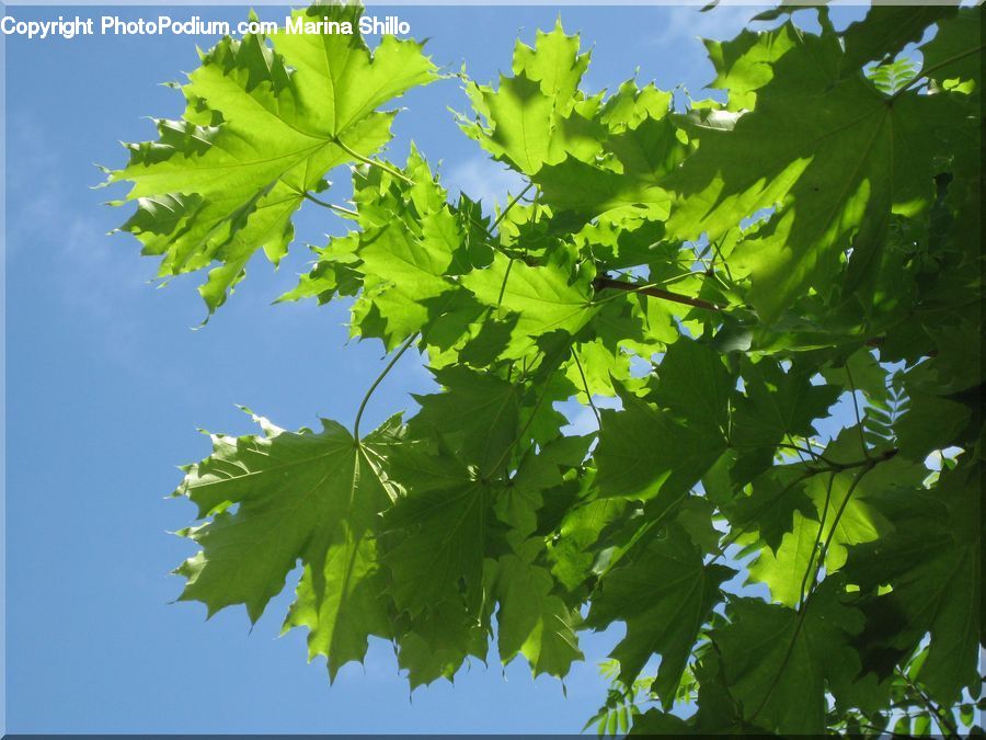 Fruit, Grapes, Plant, Oak, Tree, Wood, Sycamore