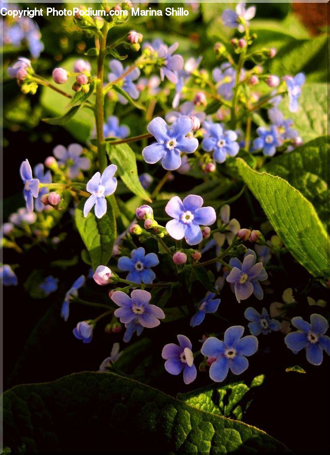 Blossom, Flora, Flower, Plant, Violet, Acanthaceae, Annonaceae
